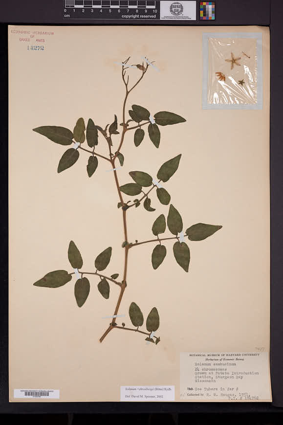 Image of Solanum ehrenbergii
