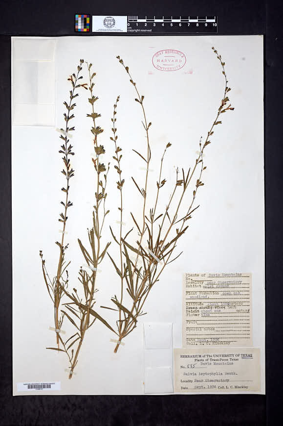 Salvia leptophylla image