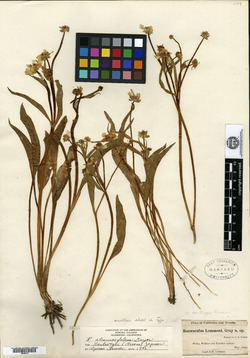 Ranunculus lemmonii image