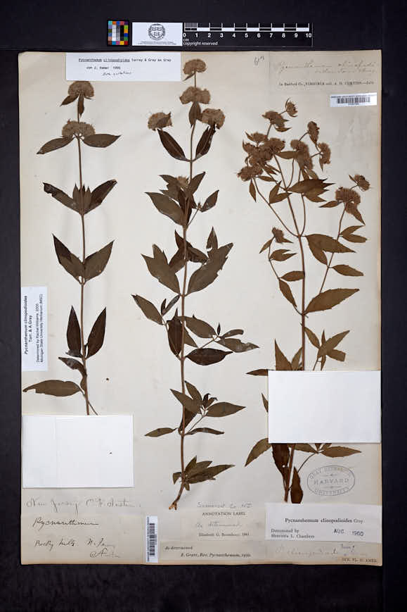 Pycnanthemum × clinopodioides image