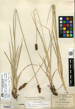 Image of Carex autumnalis