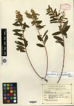Image of Crotalaria brevipedunculata