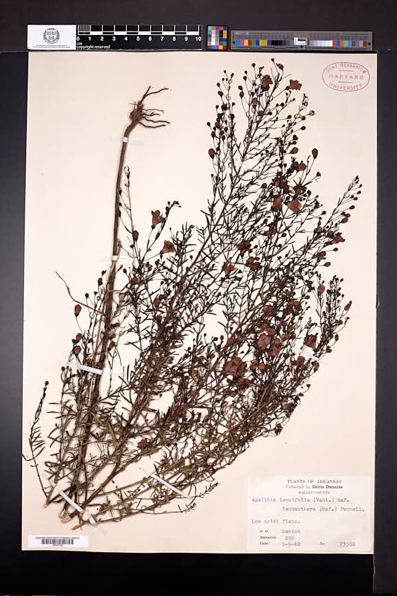 Agalinis tenuifolia subsp. leucanthera image