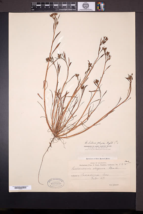 Calandrinia heterophylla image