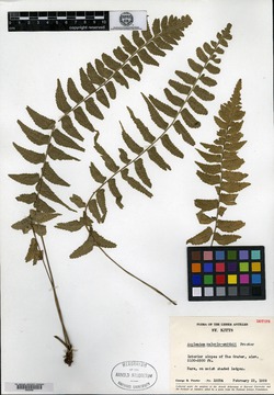 Image of Asplenium malcolm-smithii