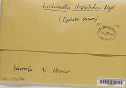 Lichinella stipatula image
