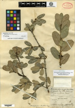 Image of Auerodendron reticulatum