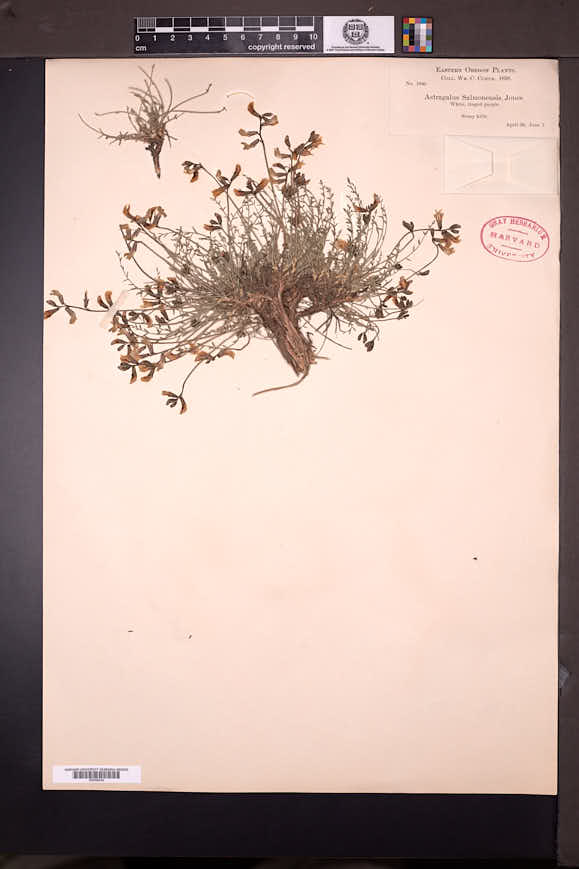 Astragalus salmonis image