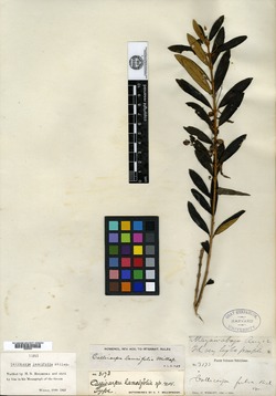 Callicarpa lancifolia image
