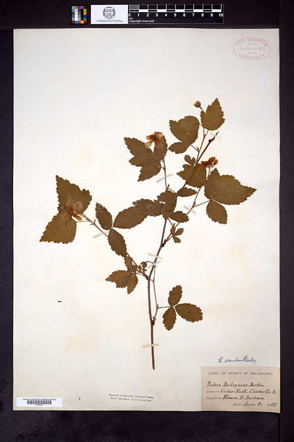Rubus scambens image