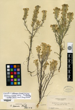 Image of Orthocarpus brownii