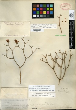 Image of Eriogonum geniculatum