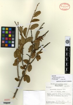 Lonchocarpus ellipticus image