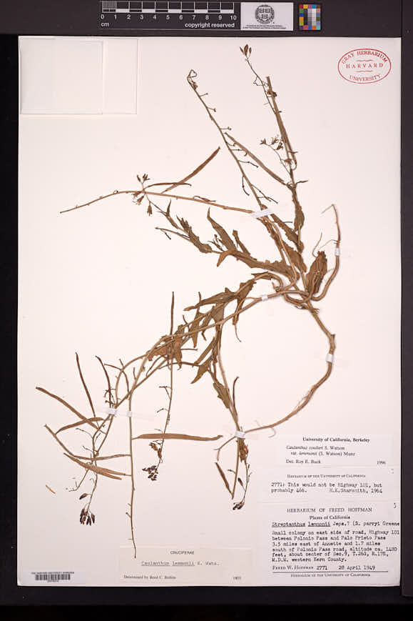Caulanthus lemmonii image