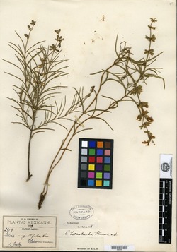 Salvia heterotricha image