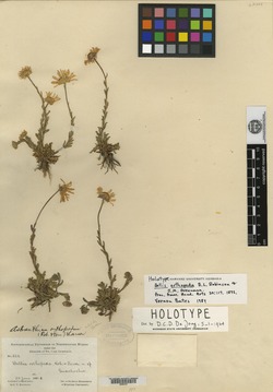 Image of Astranthium orthopodum
