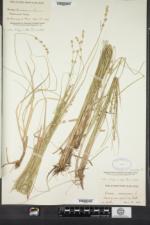 Carex canescens subsp. disjuncta image