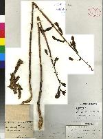 Image of Corallorhiza arizonica