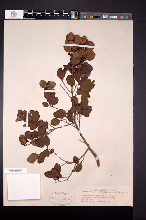 Krugiodendron image