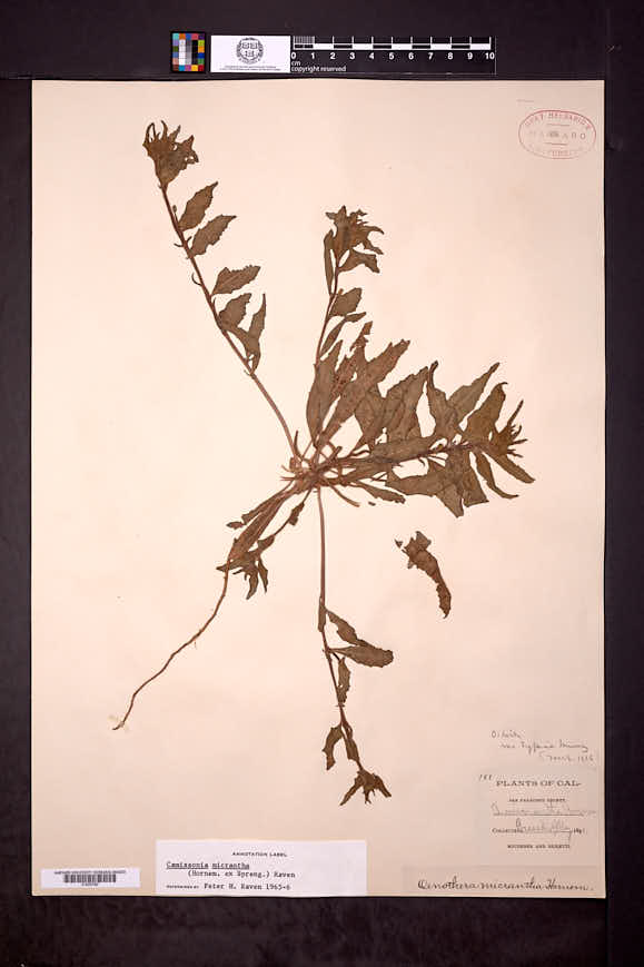 Camissonia micrantha image
