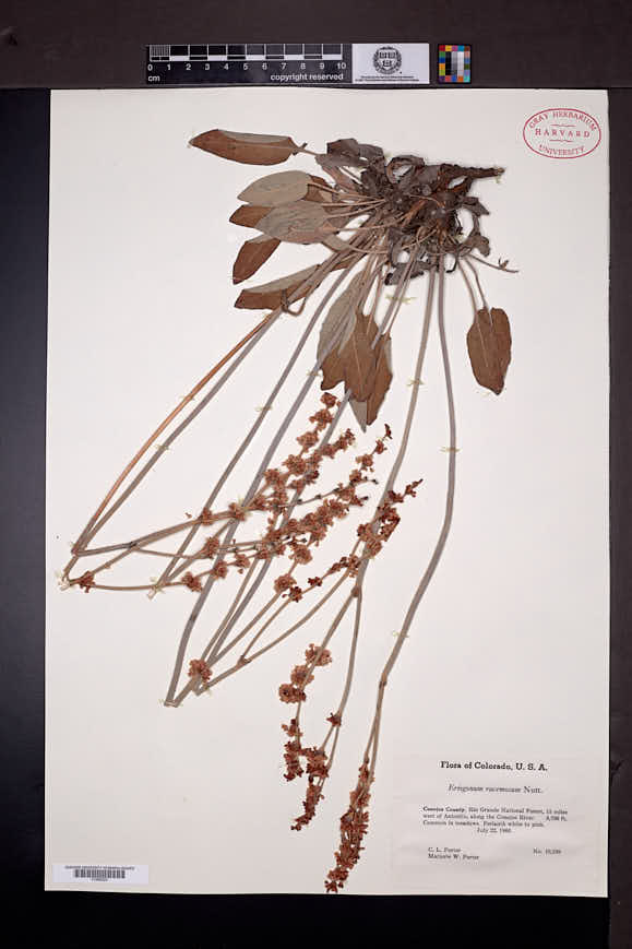Eriogonum racemosum image