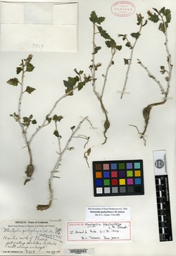 Image of Mentzelia pachyrhiza
