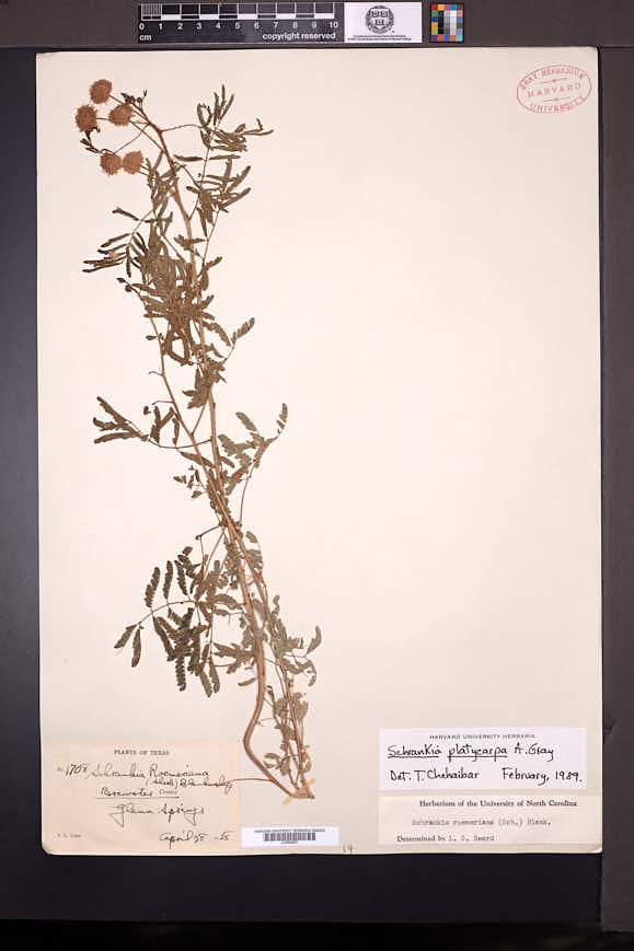 Mimosa quadrivalvis var. platycarpa image