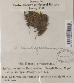 Eurhynchiastrum diversifolium image