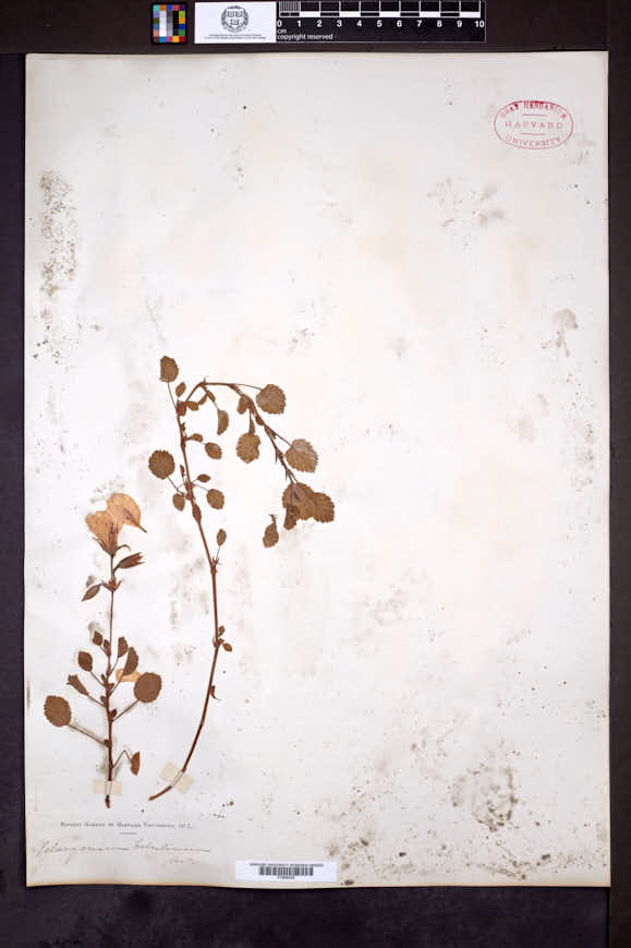 Pelargonium betulinum image