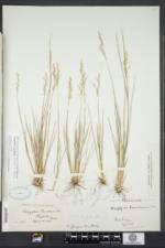 Piptatheropsis pungens image