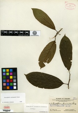 Image of Discophora guianensis