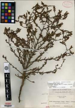 Cordylanthus kingii subsp. helleri image