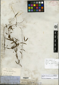 Image of Metastelma pauciflorum