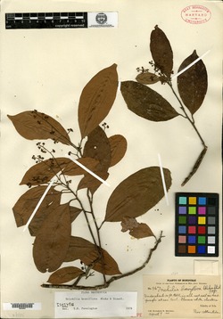 Image of Trichilia breviflora