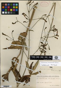 Lisianthius viscidiflorus image