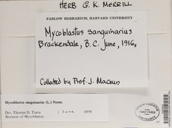 Mycoblastus sanguinarius image