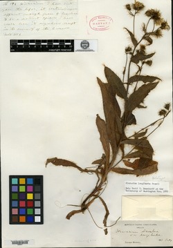 Image of Hieracium longiberbe