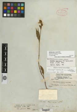 Coreopsis mutica var. mutica image