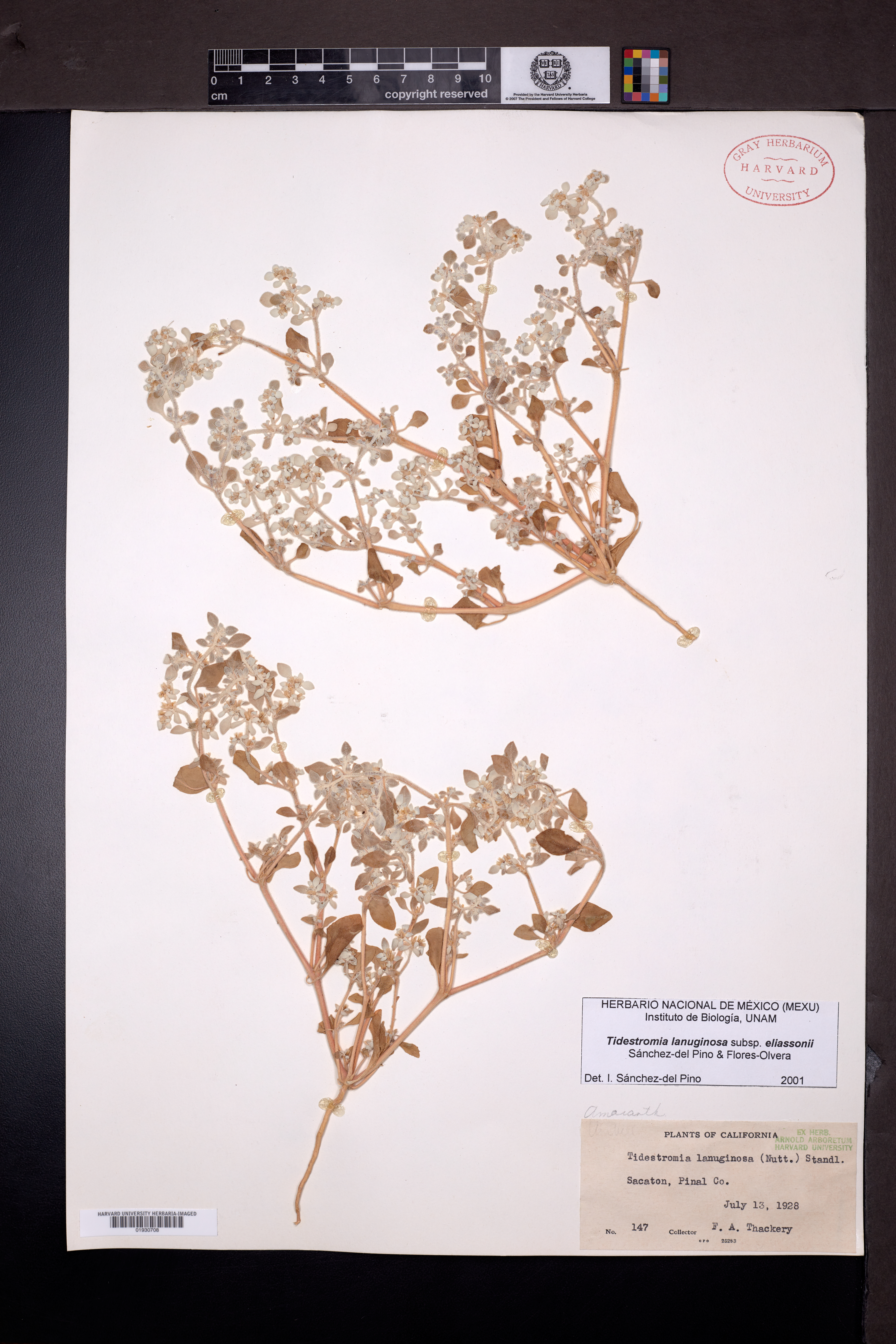 Tidestromia lanuginosa subsp. eliassoniana image