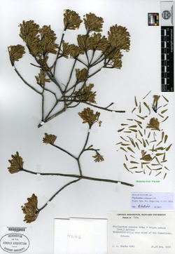 Phyllanthus comosus image