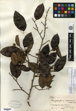 Image of Chrysophyllum mexicanum