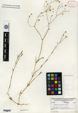 Stellaria arenicola image