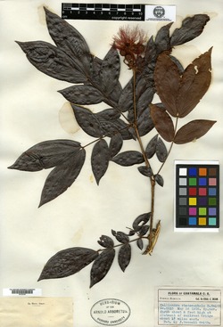 Image of Calliandra rhodocephala