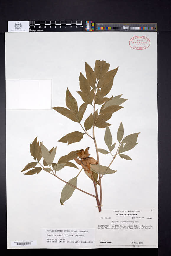 Paeonia suffruticosa image