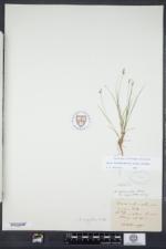 Carex echinata image