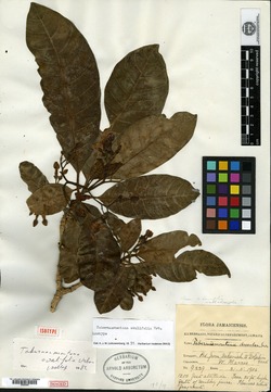 Image of Tabernaemontana ovalifolia