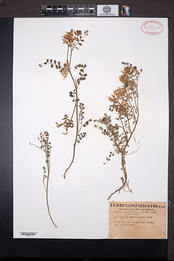 Astragalus speirocarpus image