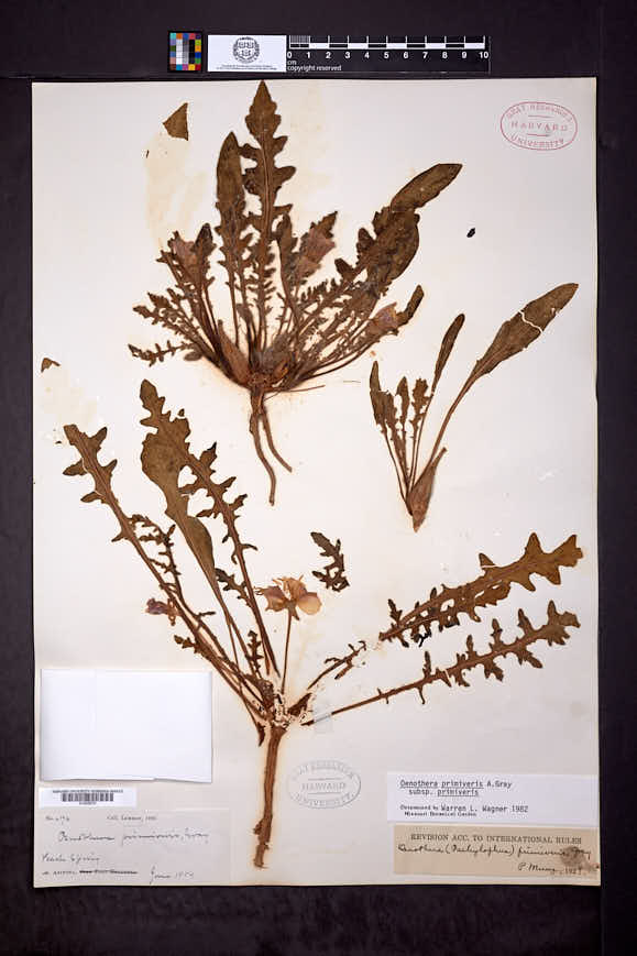 Oenothera primiveris subsp. primiveris image
