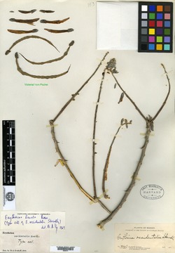 Erythrina occidentalis image