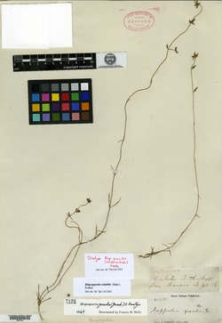 Bisgoeppertia gracilis image